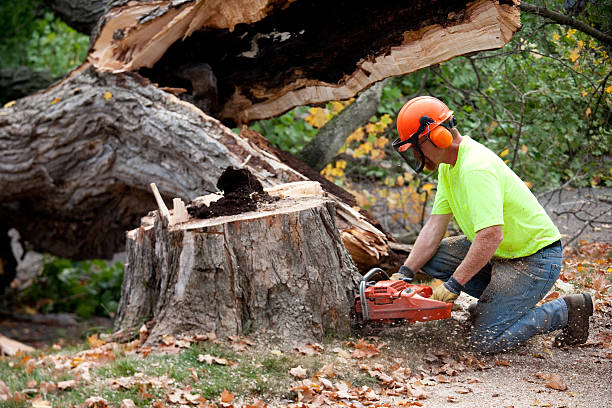 Best Stump Grinding and Removal  in Lewiston, ME